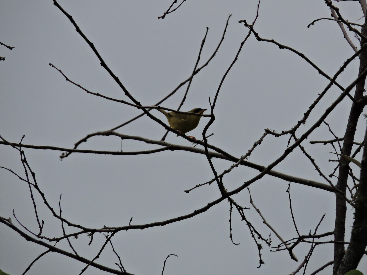 Black-lored Yellowthroat - ML49290241