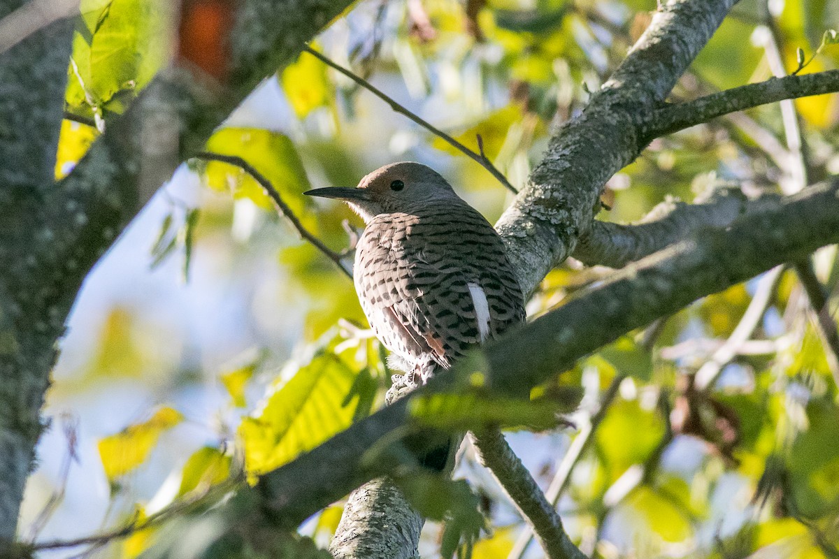 Northern Flicker (Yellow-shafted x Red-shafted) - ML492903681