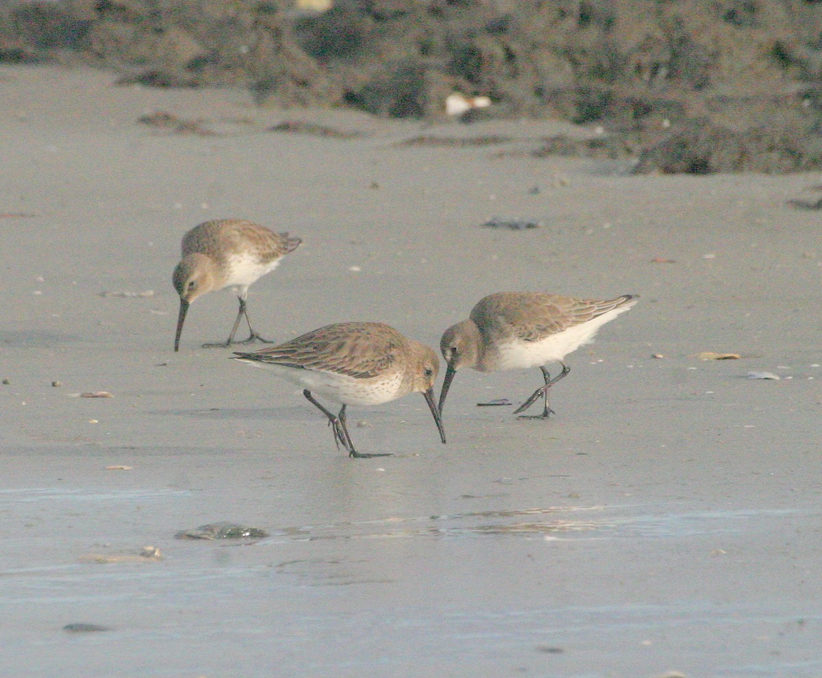 Dunlin - ML492904821