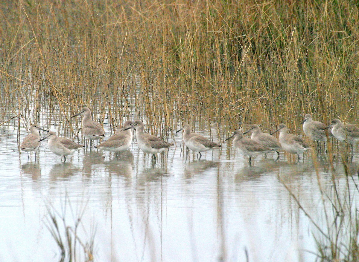 Willet - Pierre Howard