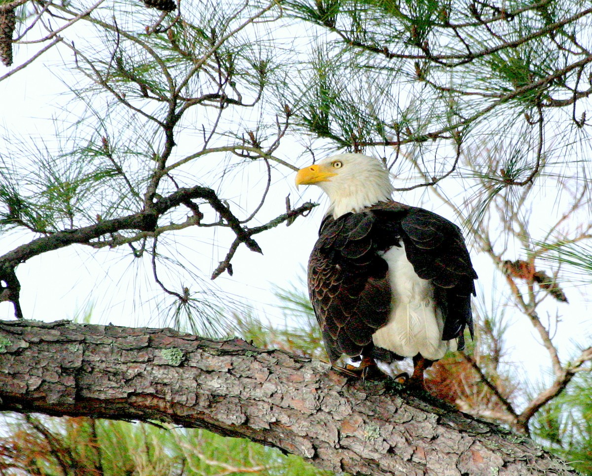 Weißkopf-Seeadler - ML492905271