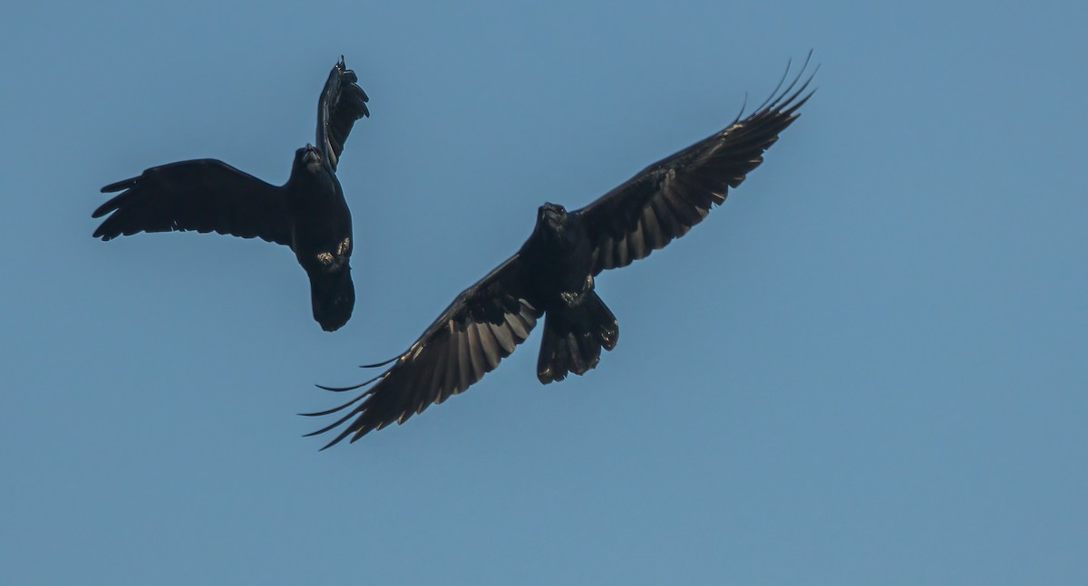 Common Raven - ML492906721