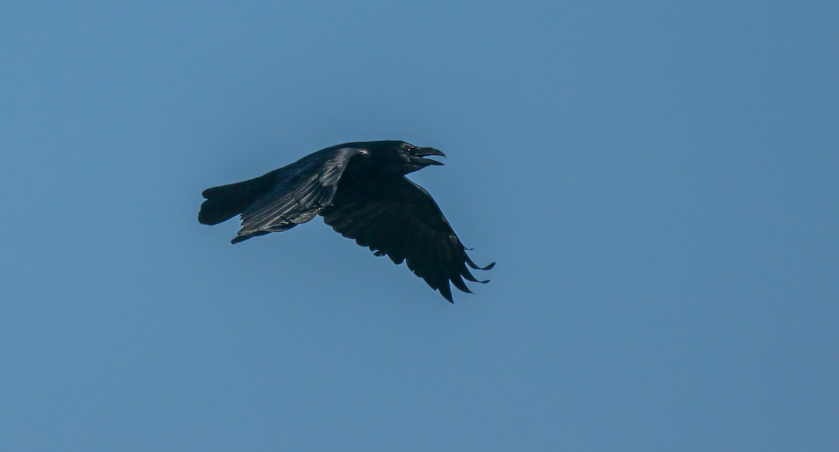 Common Raven - ML492906921