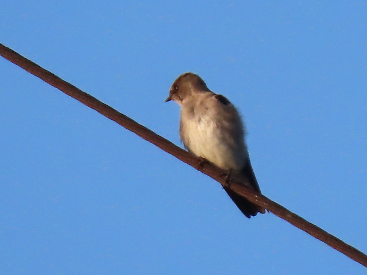 Tree Swallow - ML492908281