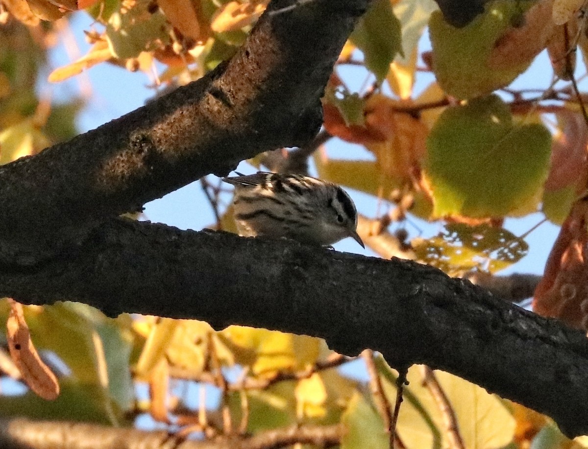 Black-and-white Warbler - ML492908951