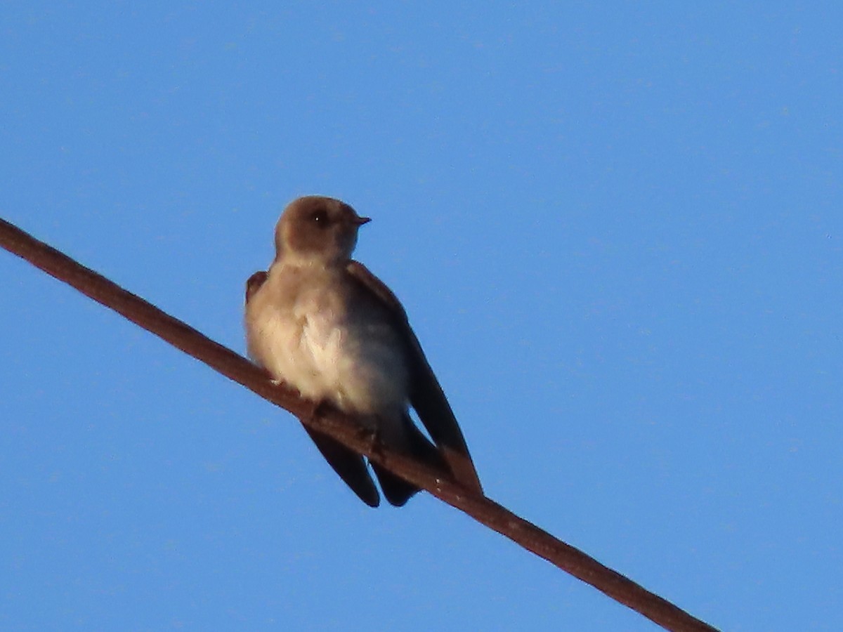 Tree Swallow - ML492909741