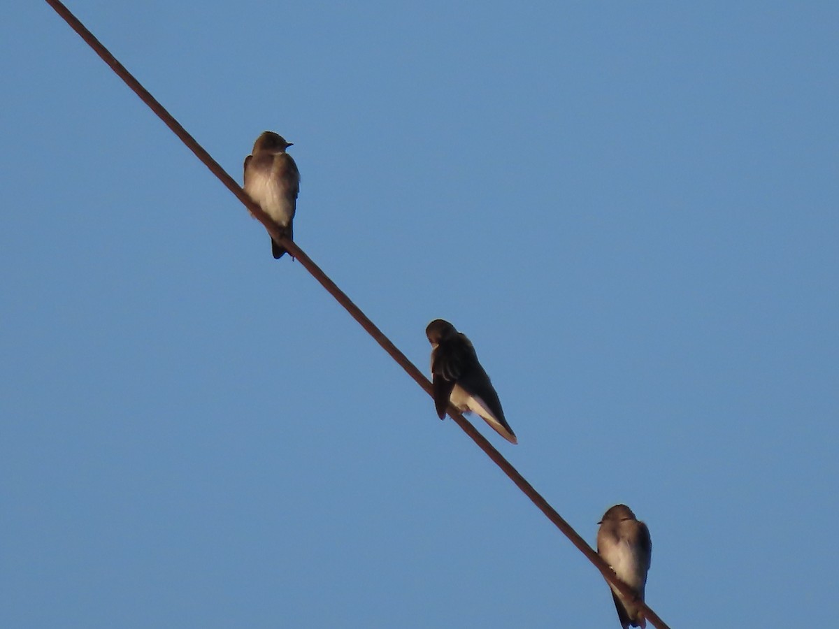 Tree Swallow - ML492909961