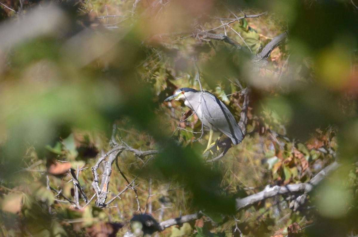 Black-crowned Night Heron - ML492910421