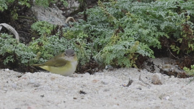 Vireo Verdiamarillo - ML492910601