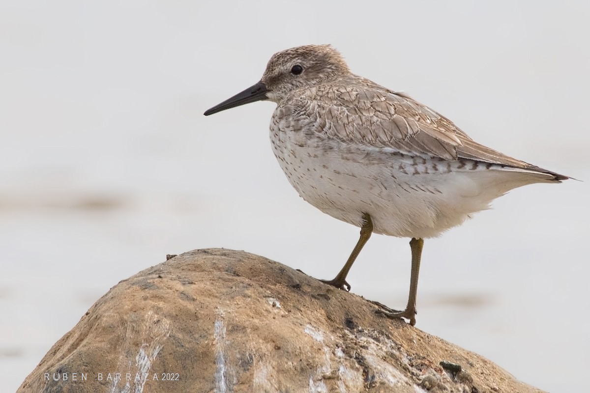 Red Knot - Rubén Barraza