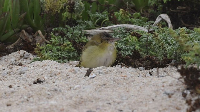 Sarı Böğürlü Vireo - ML492910681