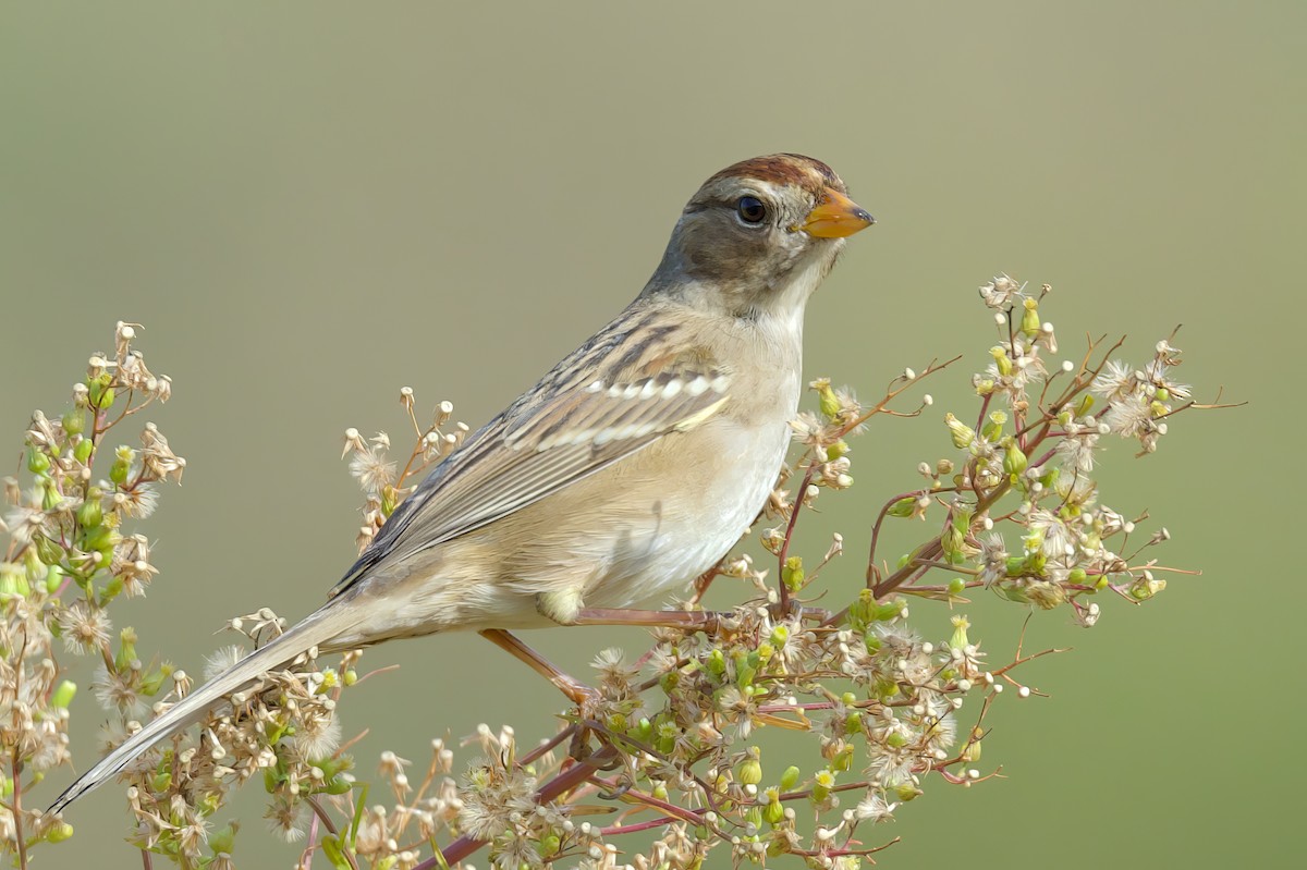 White-crowned Sparrow (Yellow-billed) - ML492910871