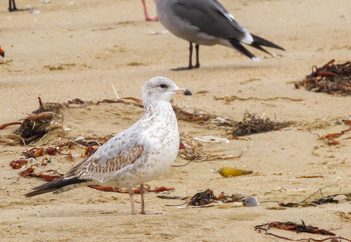 Ring-billed Gull - ML492911321