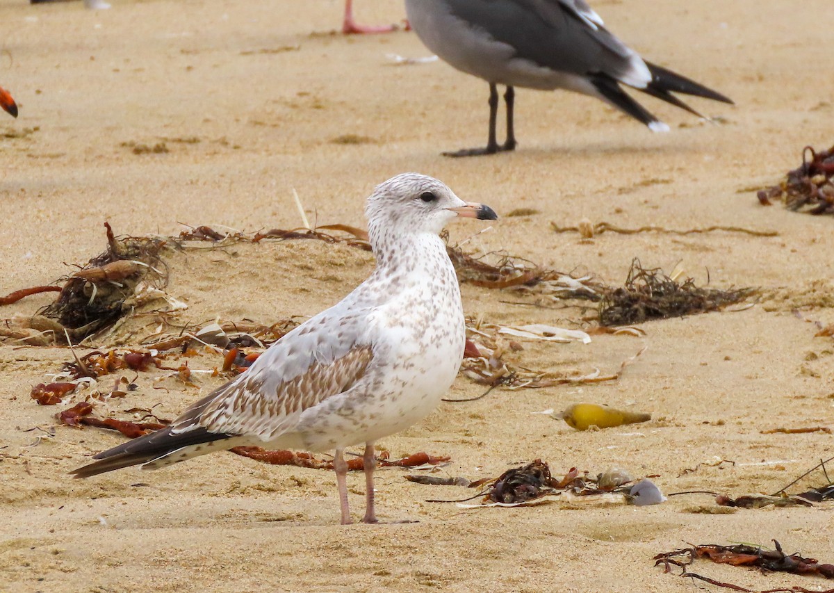 Ring-billed Gull - ML492911331