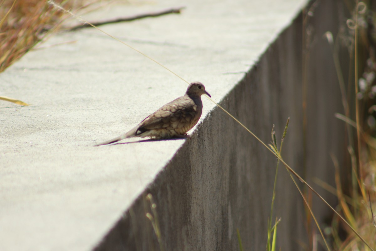 Inca Dove - Georgina  Menendez