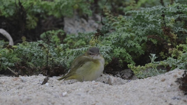 Sarı Böğürlü Vireo - ML492911721