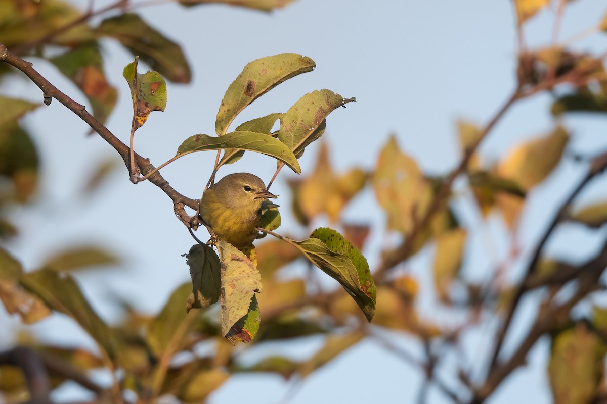 Orange-crowned Warbler - ML492913281