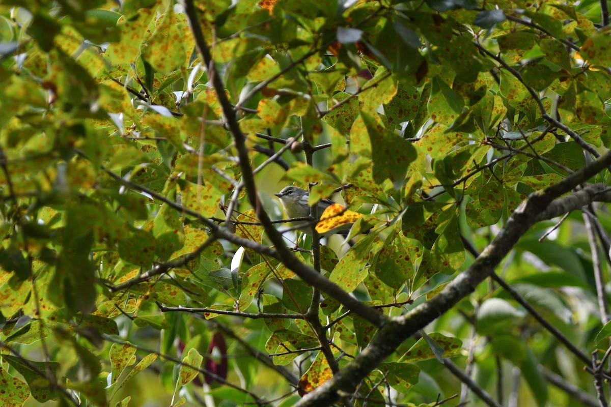 Cerulean Warbler - ML492914561