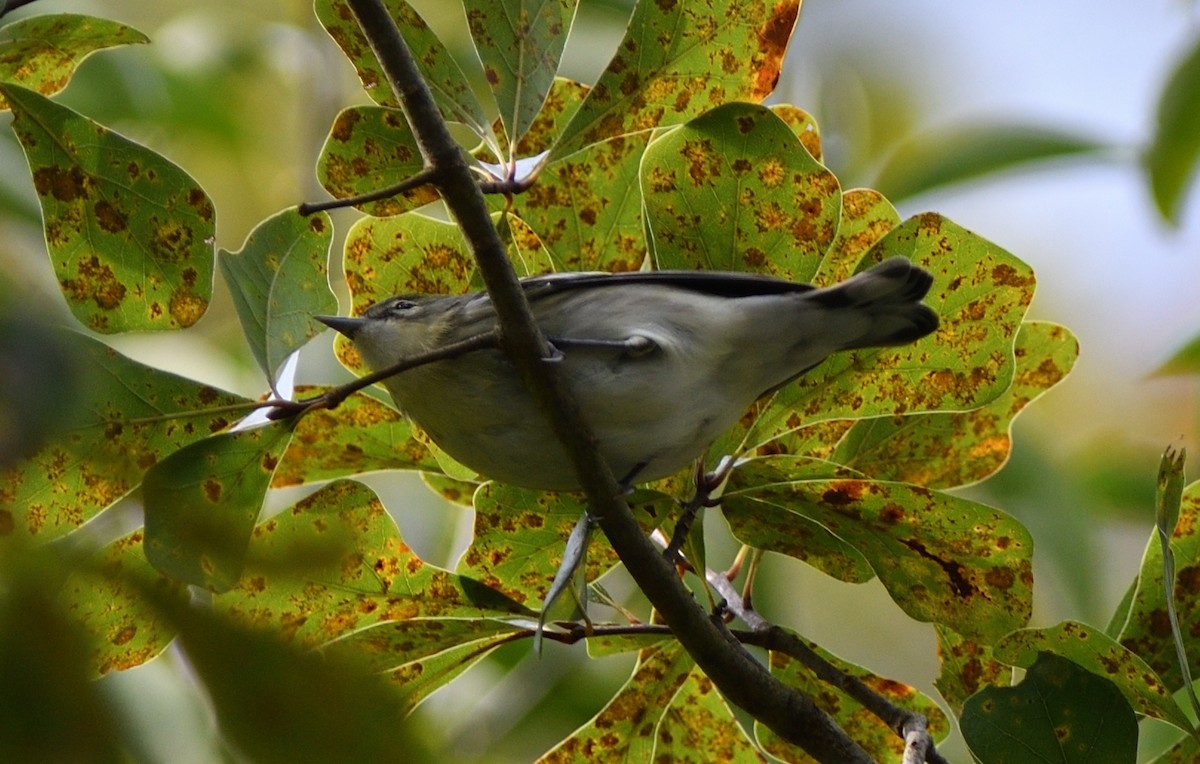 Cerulean Warbler - ML492914601