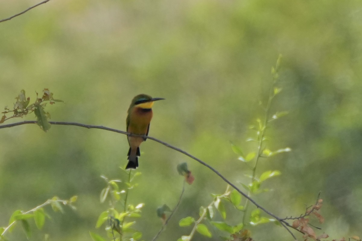 Little Bee-eater - ML492915951