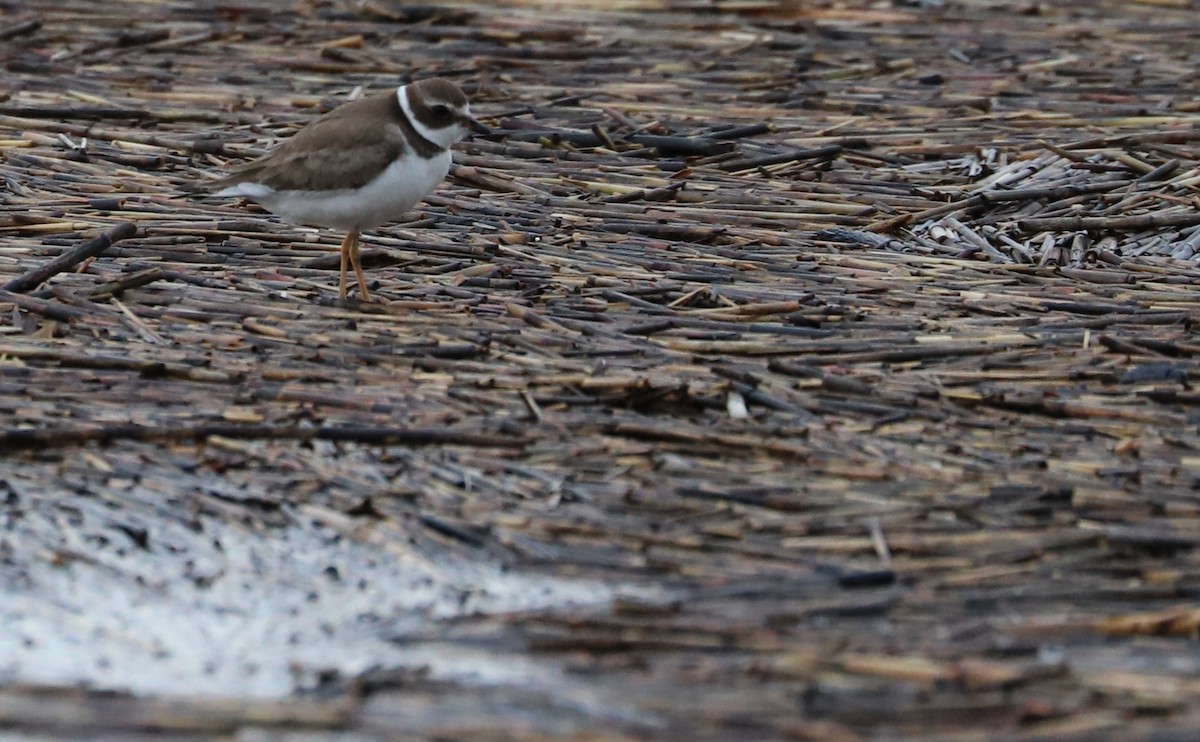 Semipalmated Plover - ML492916081