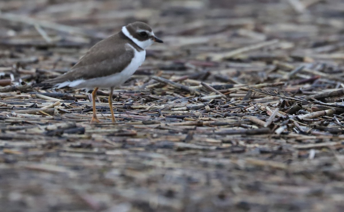 Semipalmated Plover - ML492916151