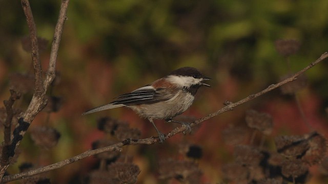 Mésange à dos marron - ML492916401