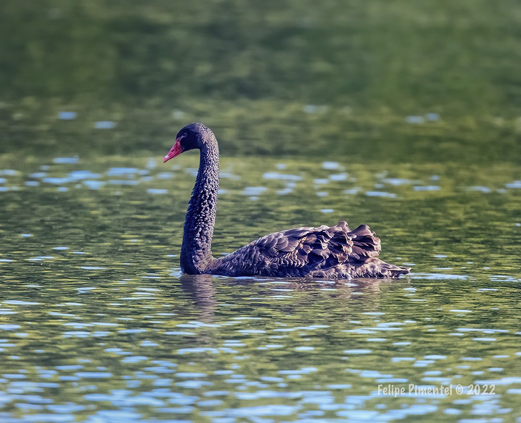 Black Swan - ML492917671