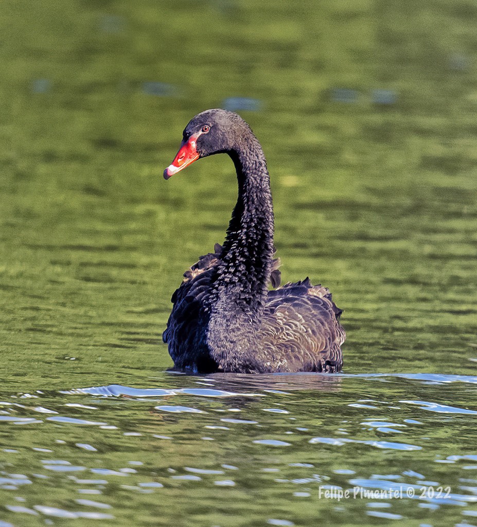 Black Swan - ML492917681