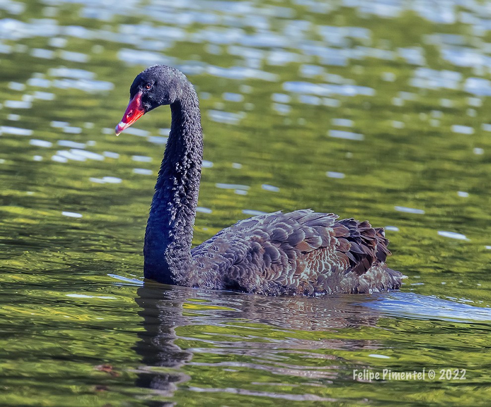 Black Swan - ML492917691
