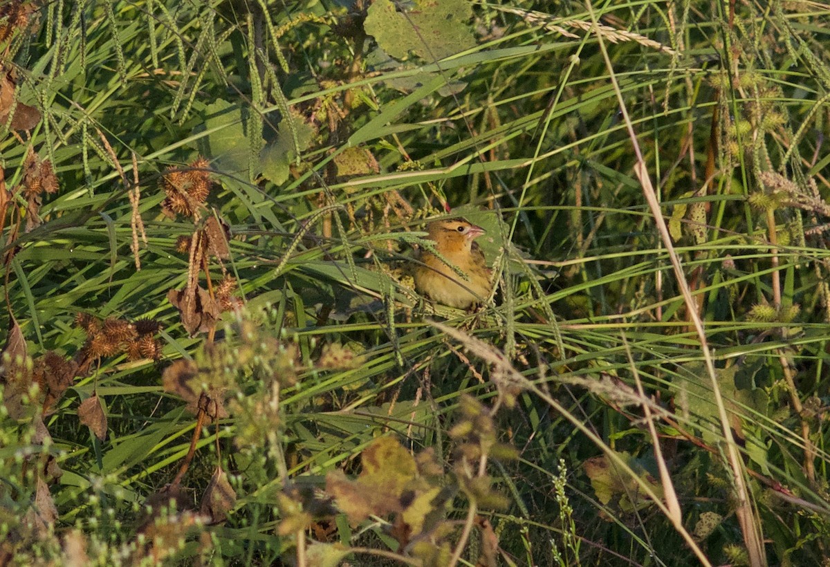 Goglu des prés - ML492918041