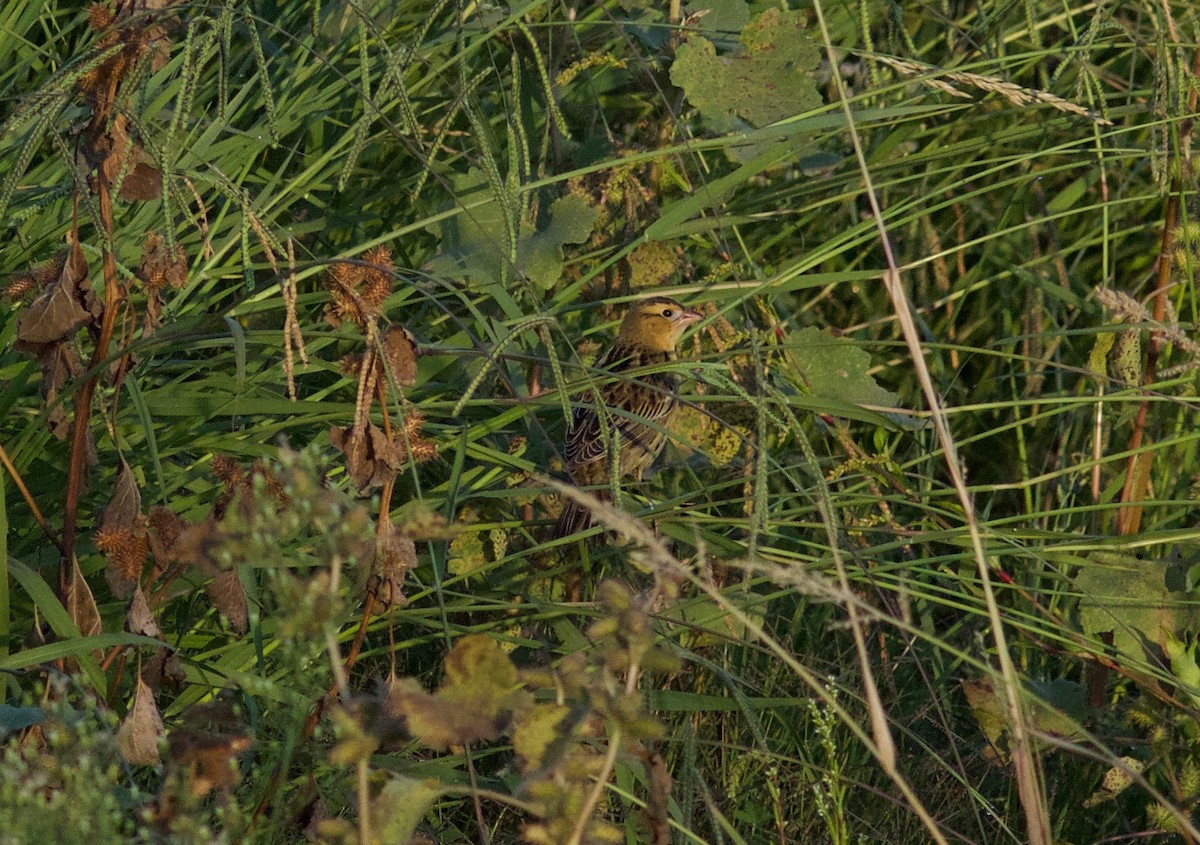 bobolink americký - ML492918071