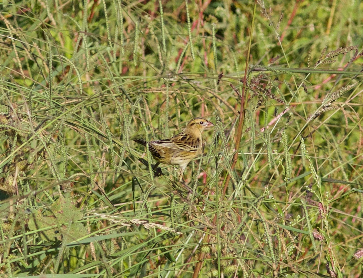 bobolink americký - ML492918111