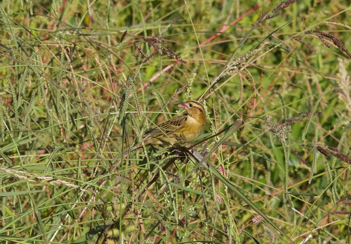 Goglu des prés - ML492918121