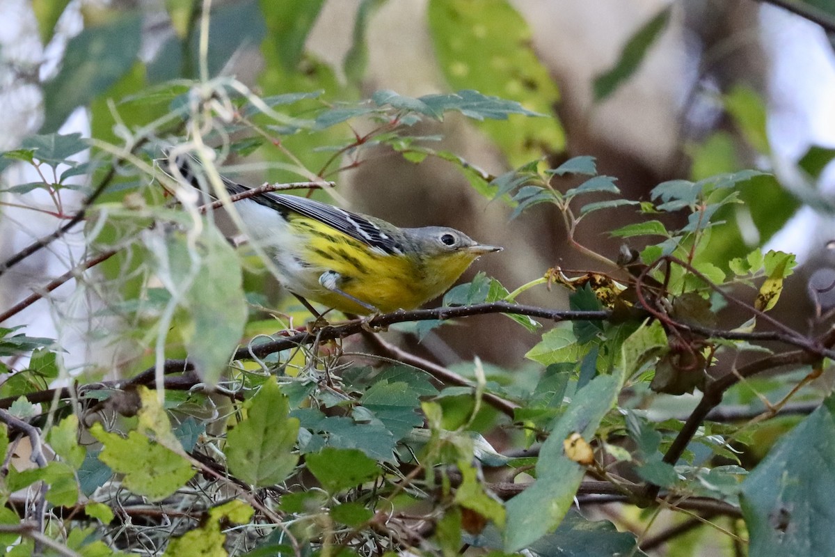 Magnolia Warbler - ML492918291