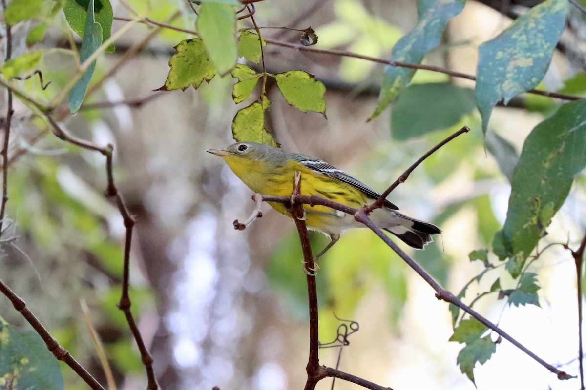 Magnolia Warbler - ML492918301