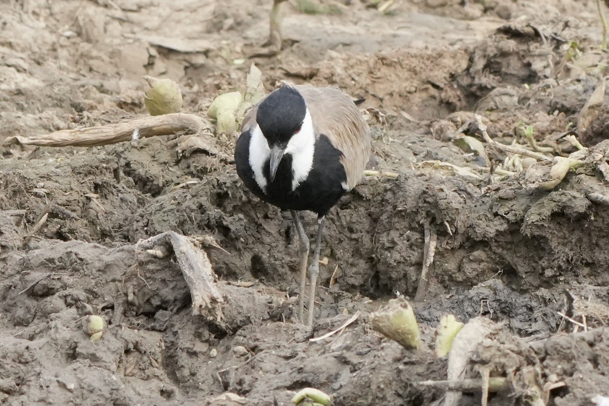 Spur-winged Lapwing - Paul Klerks