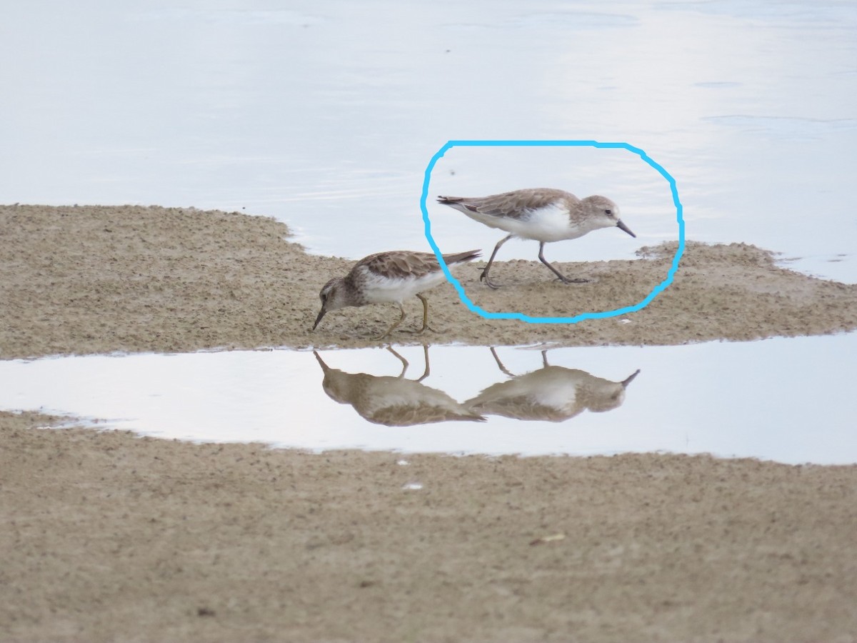 Semipalmated Sandpiper - ML492919151