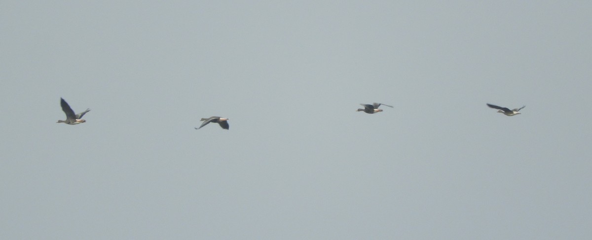 Greater White-fronted Goose - ML492921871