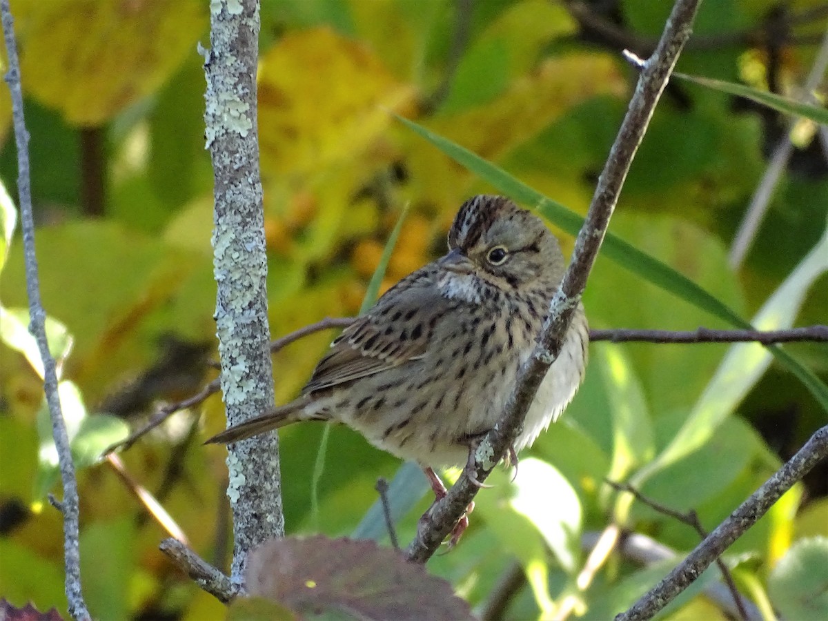 Lincoln's Sparrow - Ernie LeBlanc