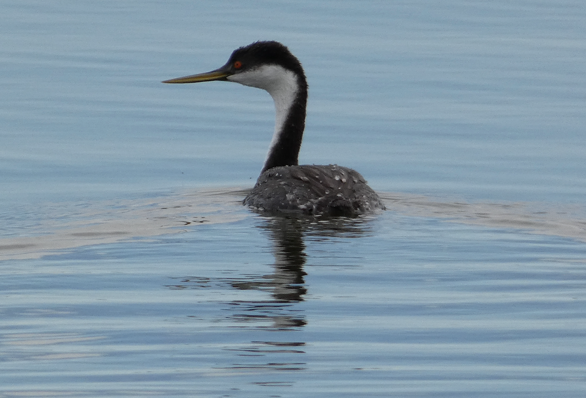 Western Grebe - ML492922291