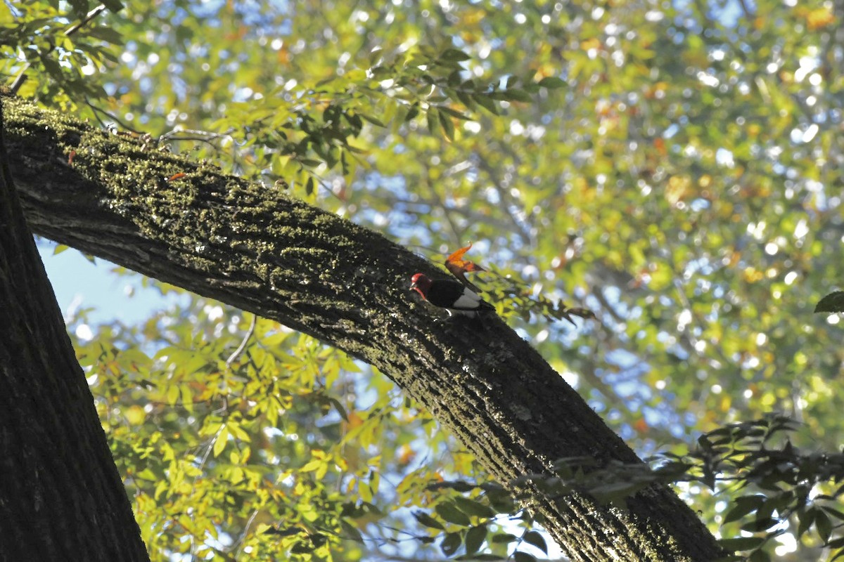 Red-headed Woodpecker - ML492925821