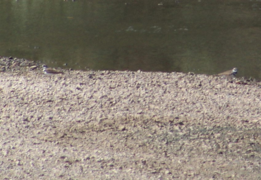 Killdeer - ML492926141