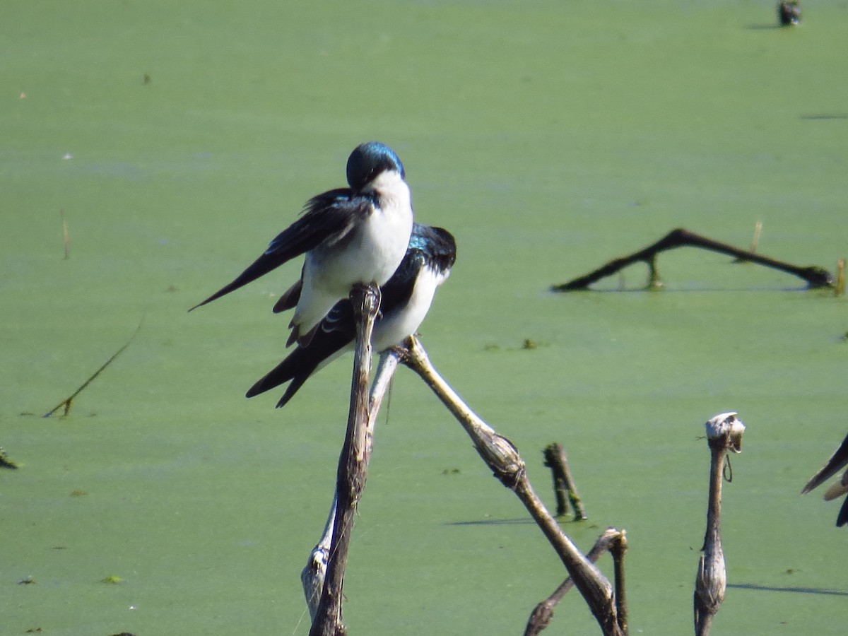 Tree Swallow - ML492926501