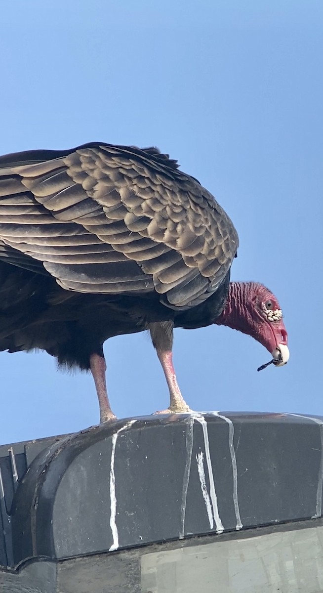 Turkey Vulture - ML492927031
