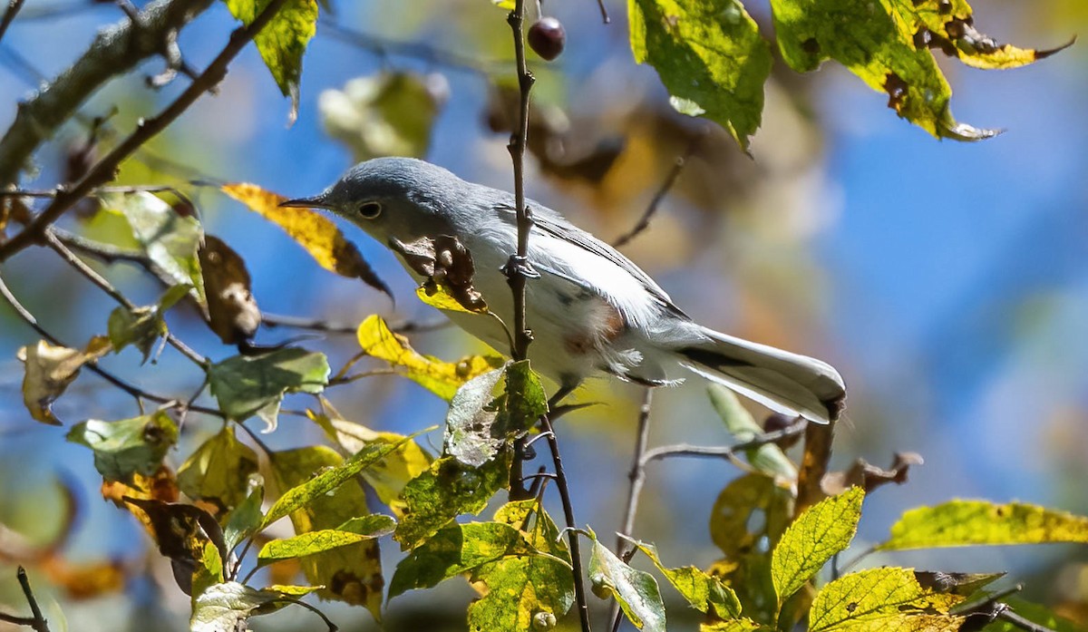 Blue-gray Gnatcatcher - ML492929041