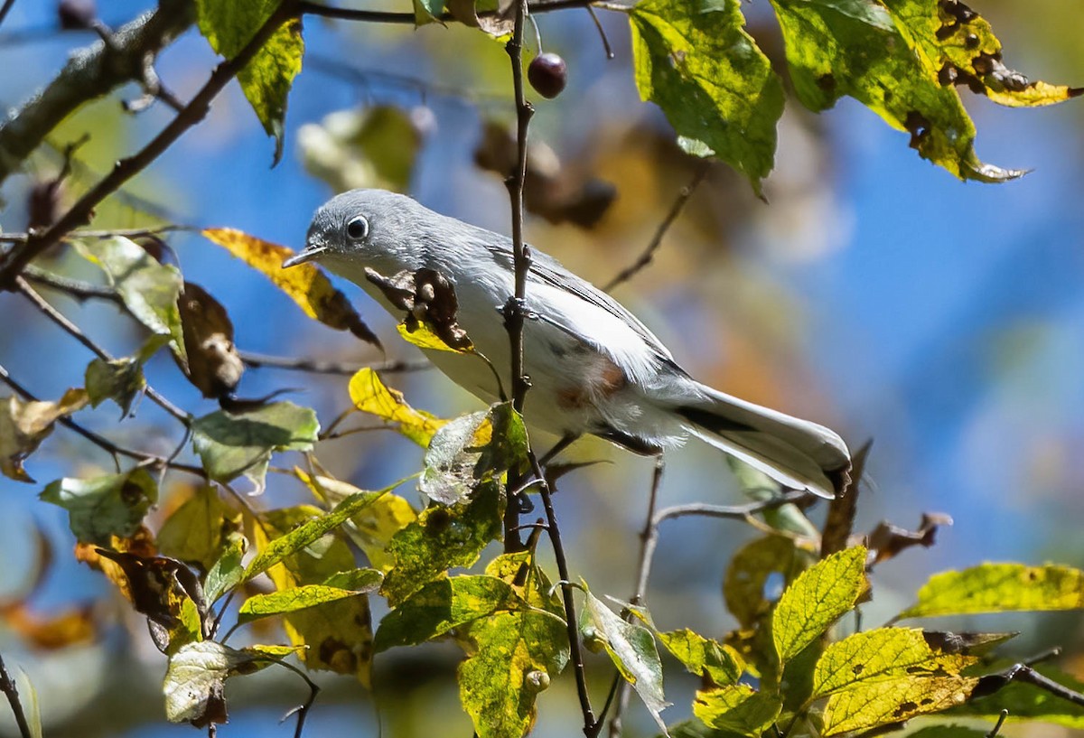 Blue-gray Gnatcatcher - ML492929141