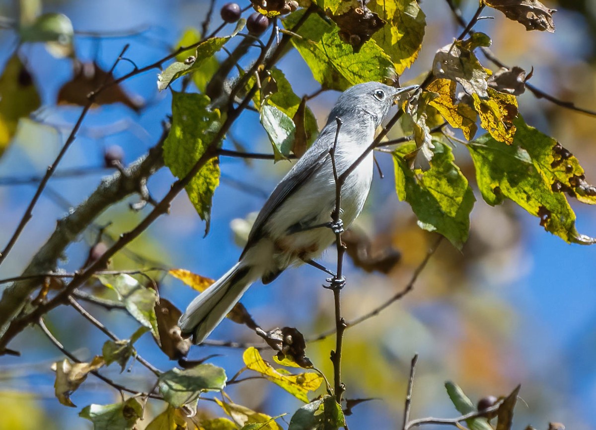 Gobemoucheron gris-bleu - ML492929221