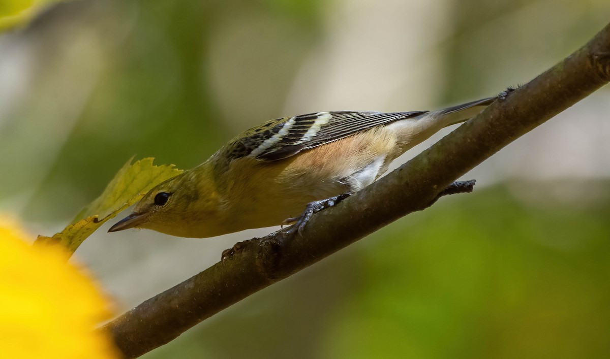 Bay-breasted Warbler - ML492929321