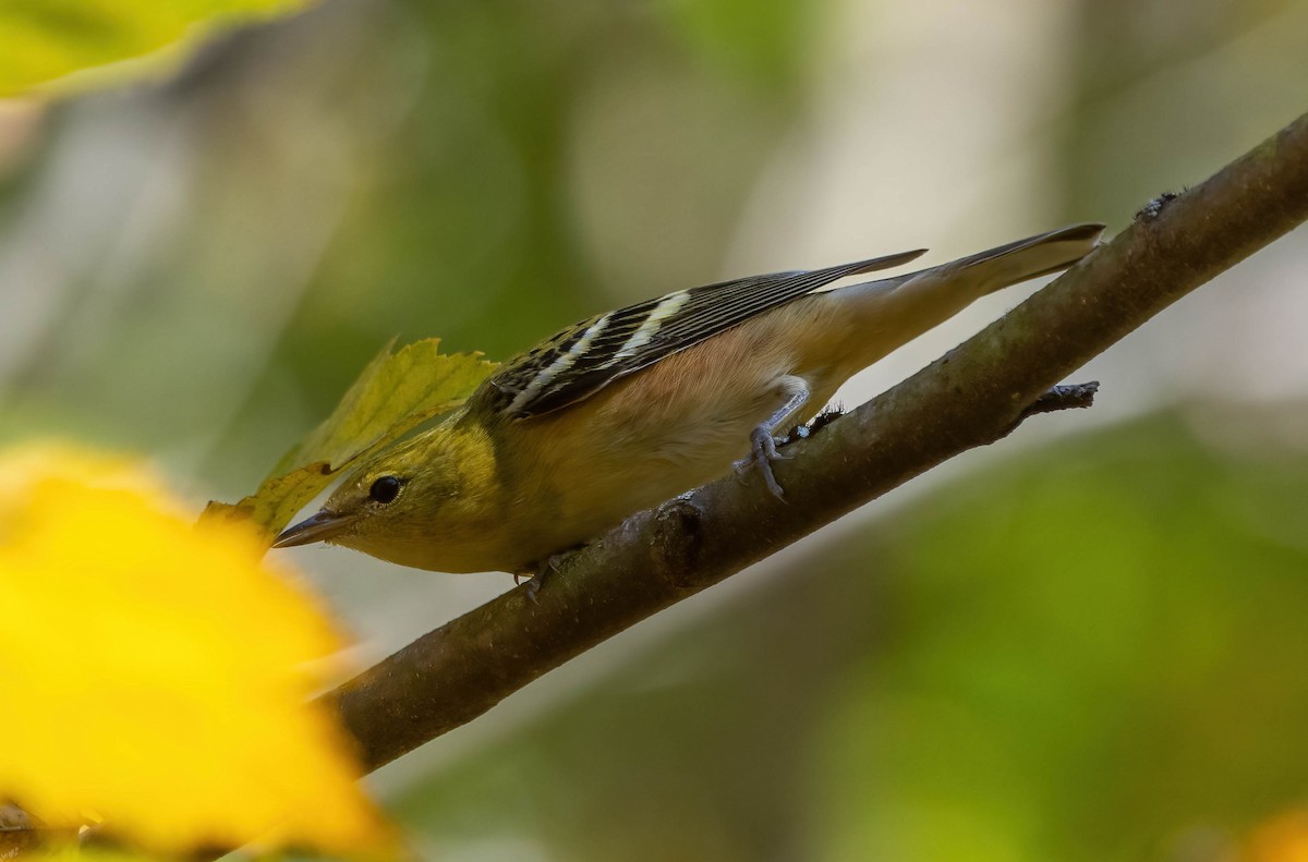 Bay-breasted Warbler - ML492929471